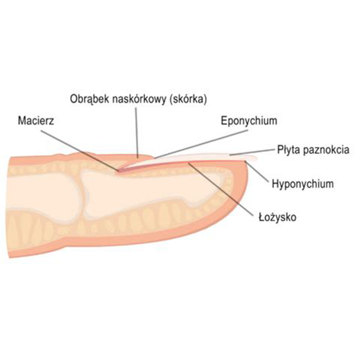 Budowa paznokcia schemat